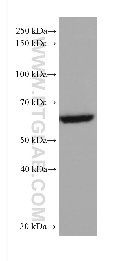 WB analysis of HepG2 using 80457-1-RR