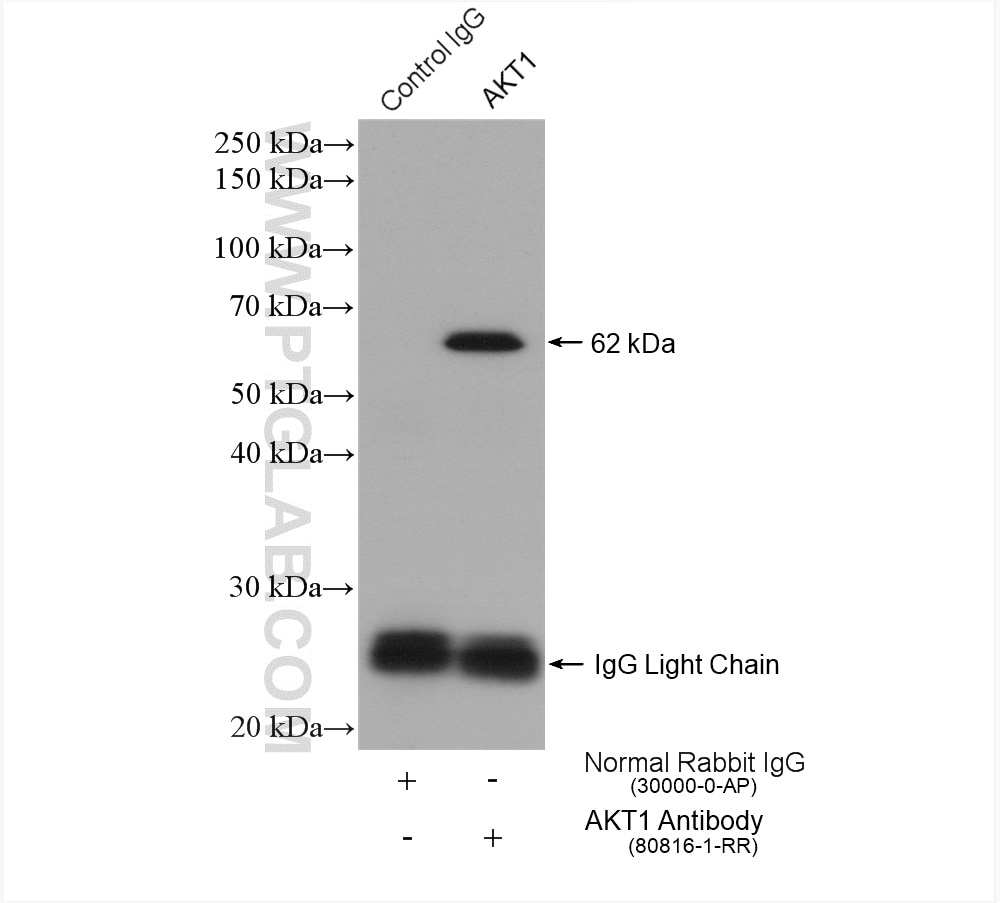 Immunoprecipitation (IP) experiment of HEK-293 cells using AKT1 Recombinant antibody (80816-1-RR)