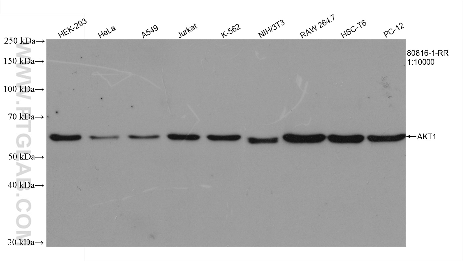 Western Blot (WB) analysis of various lysates using AKT1 Recombinant antibody (80816-1-RR)