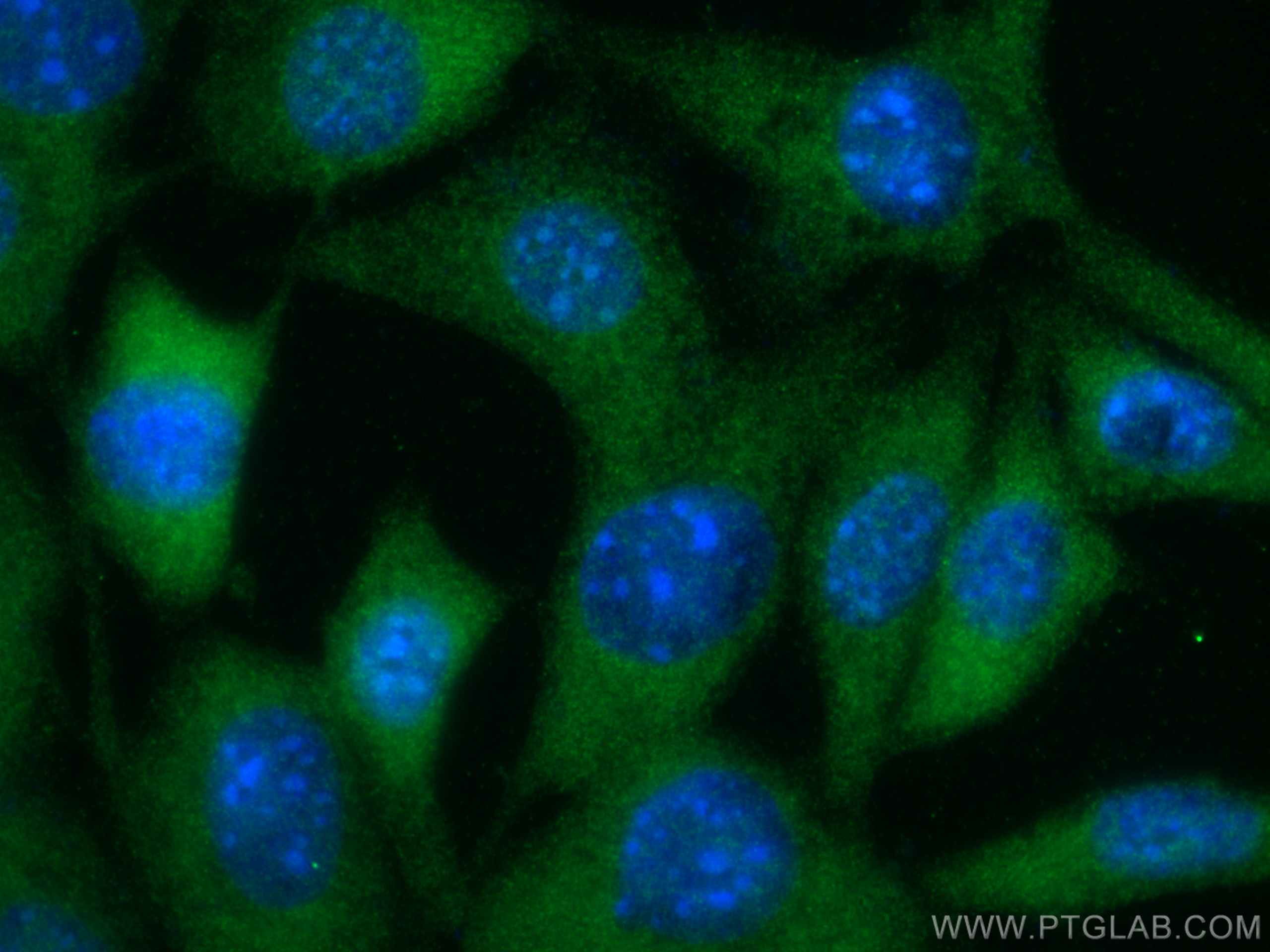 Immunofluorescence (IF) / fluorescent staining of NIH/3T3 cells using AKT2 Polyclonal antibody (28113-1-AP)
