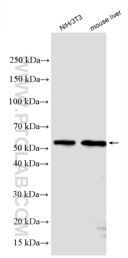Western Blot (WB) analysis of various lysates using AKT2 Polyclonal antibody (28113-1-AP)