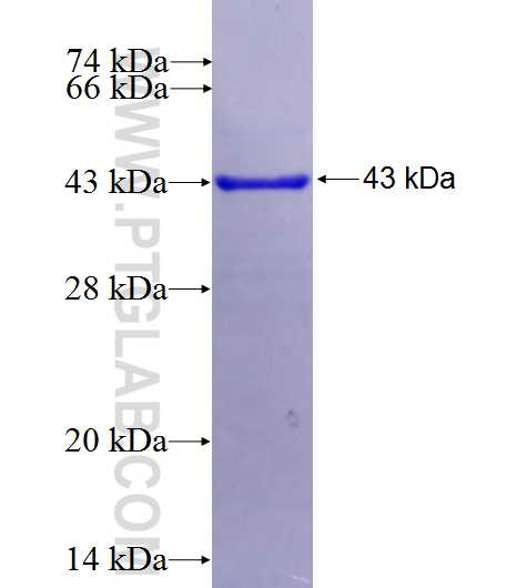 AKT2 fusion protein Ag27005 SDS-PAGE