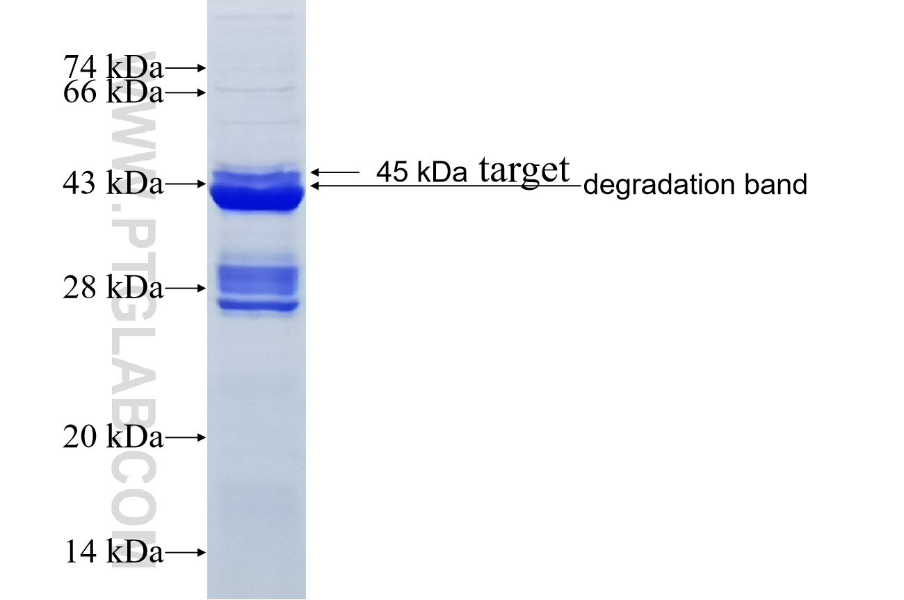 AKT2 fusion protein Ag11770 SDS-PAGE