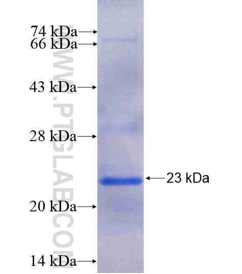 AKT2 fusion protein Ag11859 SDS-PAGE