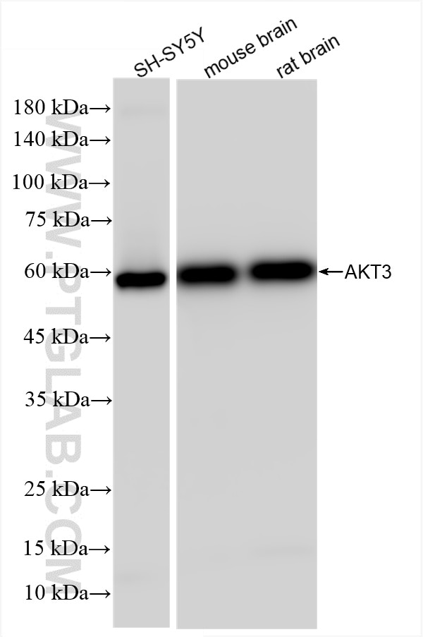 Western Blot (WB) analysis of various lysates using AKT3 Recombinant antibody (85769-4-RR)