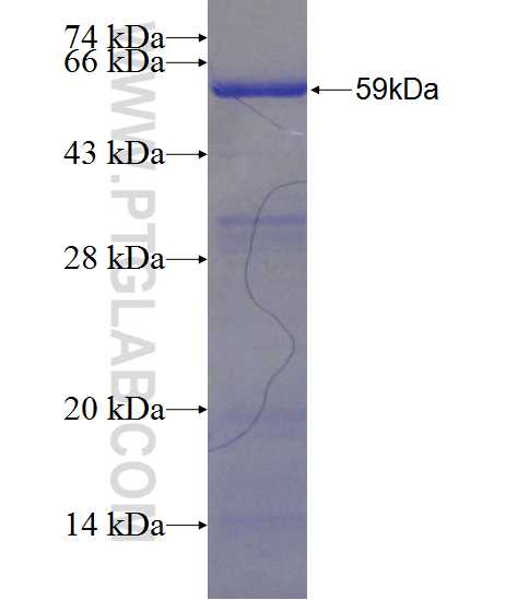 AKT3 fusion protein Ag24634 SDS-PAGE