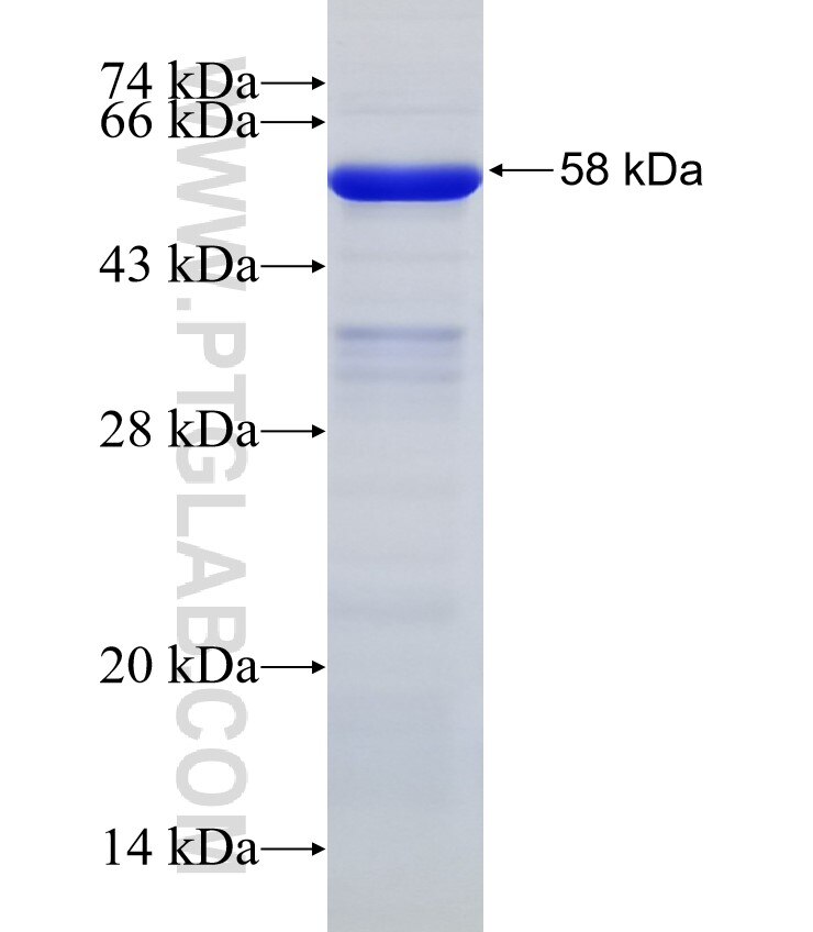 AKT3 fusion protein Ag32838 SDS-PAGE