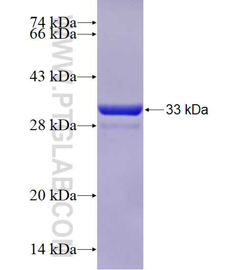 AKT3 fusion protein Ag16298 SDS-PAGE