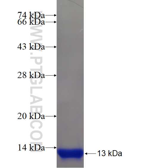 AKT3 fusion protein Ag17379 SDS-PAGE