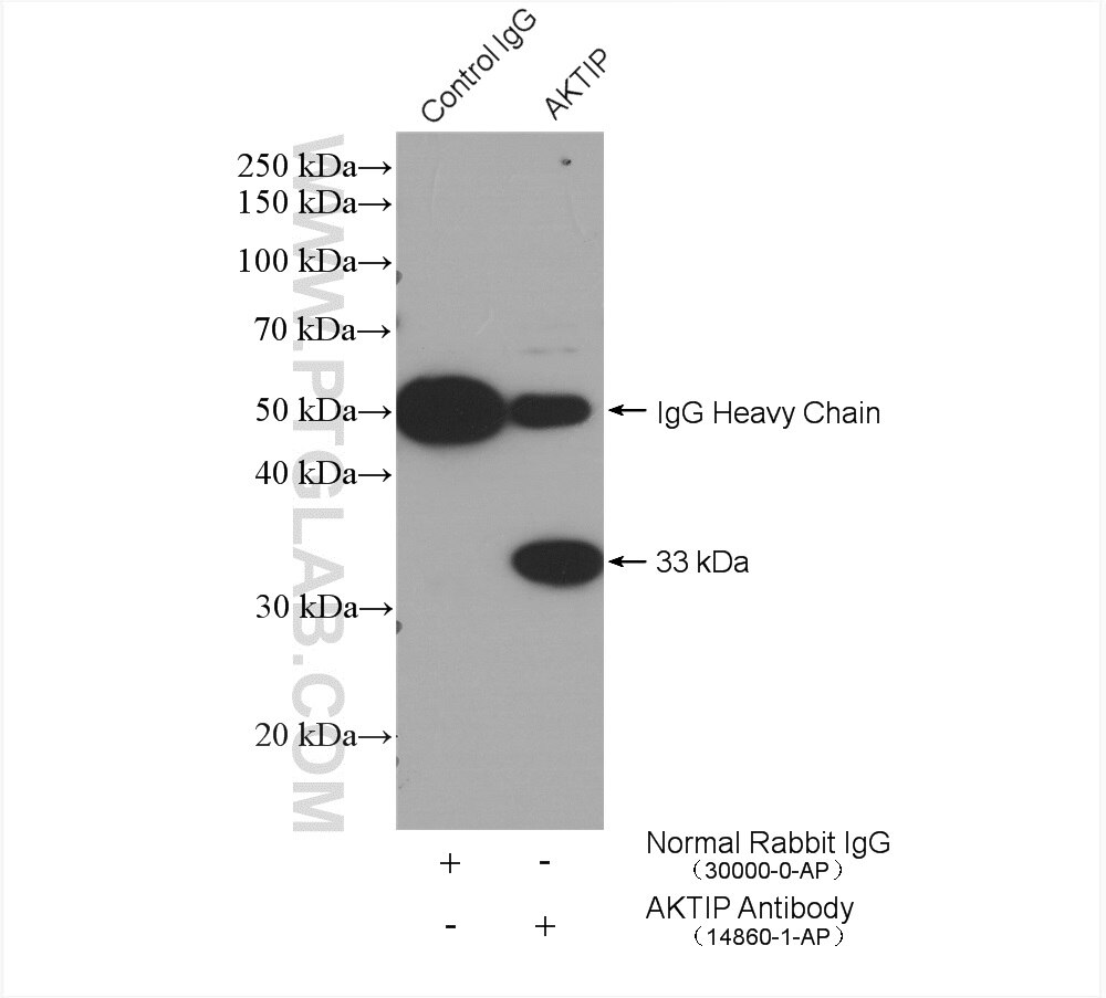 Immunoprecipitation (IP) experiment of HepG2 cells using AKTIP Polyclonal antibody (14860-1-AP)