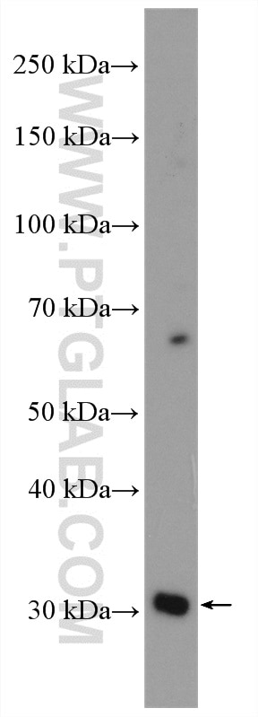 Western Blot (WB) analysis of HepG2 cells using AKTIP Polyclonal antibody (14860-1-AP)