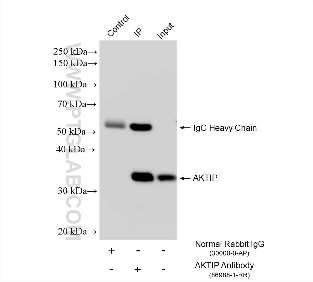 IP experiment of HepG2 using 86988-1-RR (same clone as 86988-1-PBS) Immunoprecipitation (IP) experiment of HepG2 cells using AKTIP Recombinant monoclonal antibody (86988-1-RR)