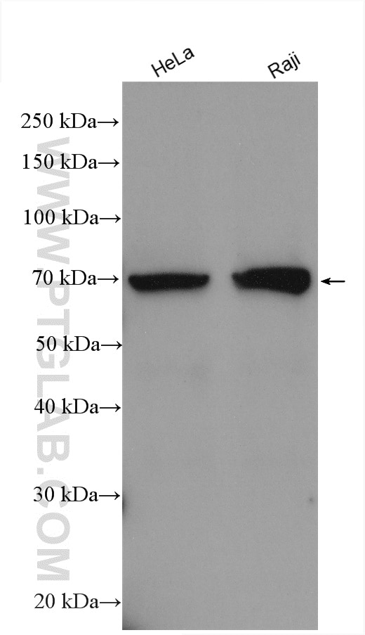 Western Blot (WB) analysis of various lysates using ALAS1 Polyclonal antibody (16200-1-AP)