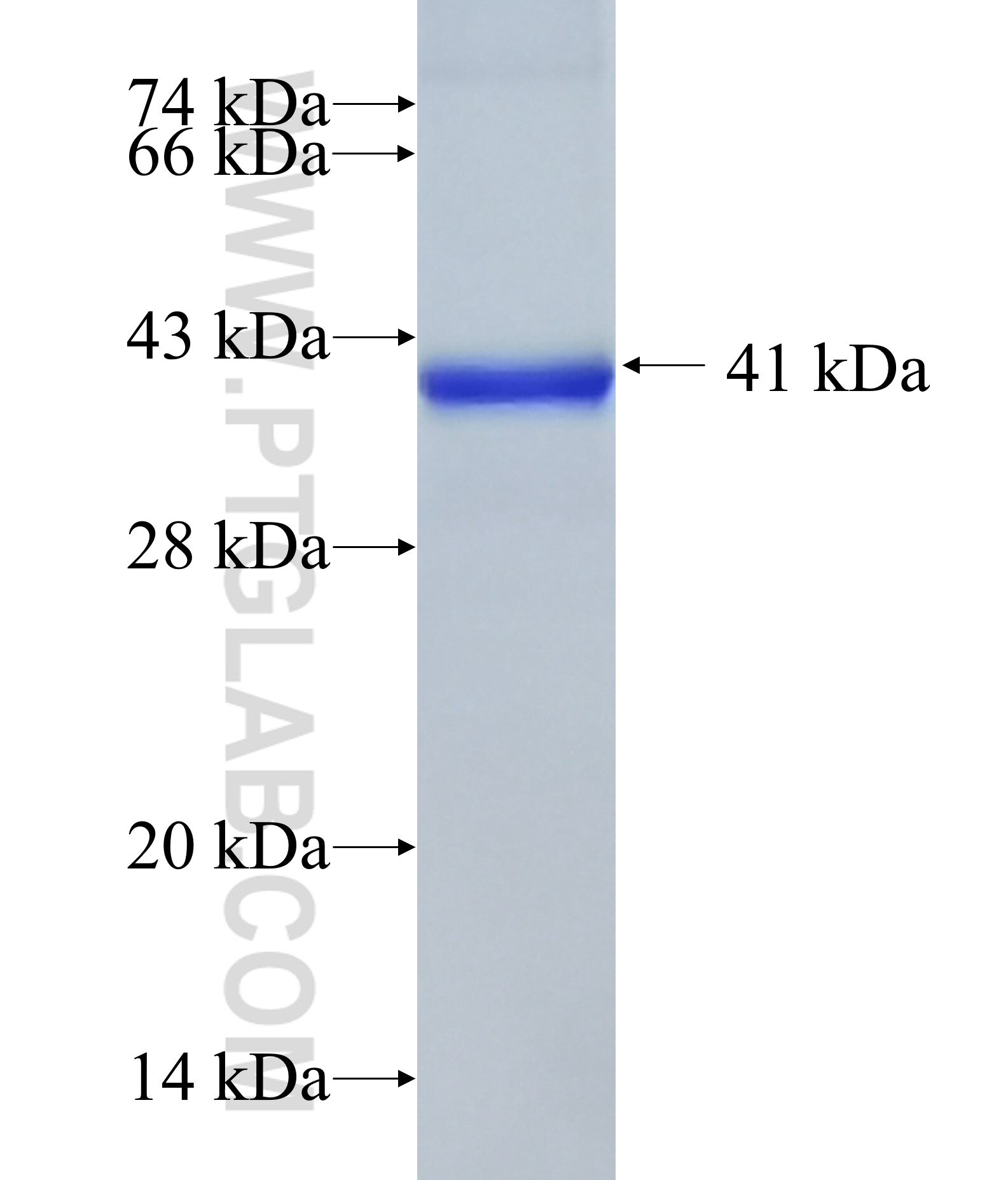 ALAS1 fusion protein Ag33580 SDS-PAGE