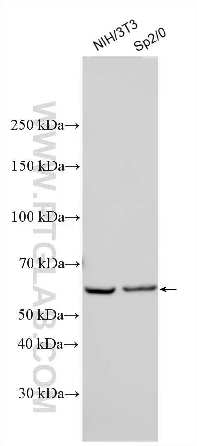Western Blot (WB) analysis of various lysates using ALAS2 Polyclonal antibody (30539-1-AP)