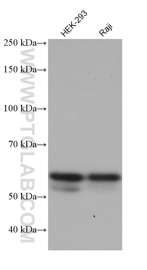 Western Blot (WB) analysis of various lysates using ALAS2 Monoclonal antibody (68332-1-Ig)