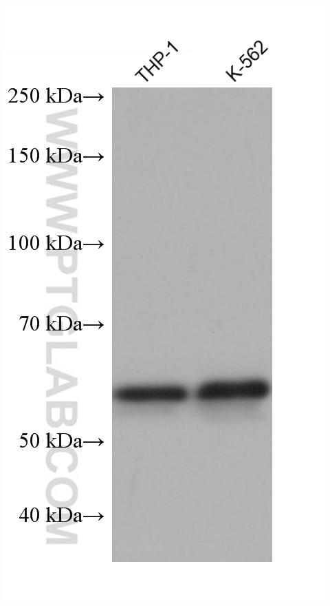 Western Blot (WB) analysis of various lysates using ALAS2 Monoclonal antibody (68332-1-Ig)