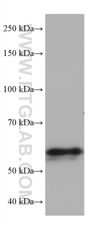 Western Blot (WB) analysis of NK-92 cells using ALAS2 Monoclonal antibody (68332-1-Ig)