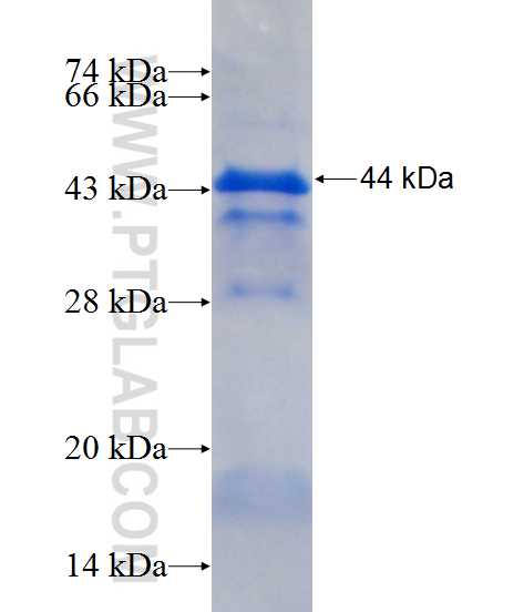 ALAS2 fusion protein Ag13524 SDS-PAGE