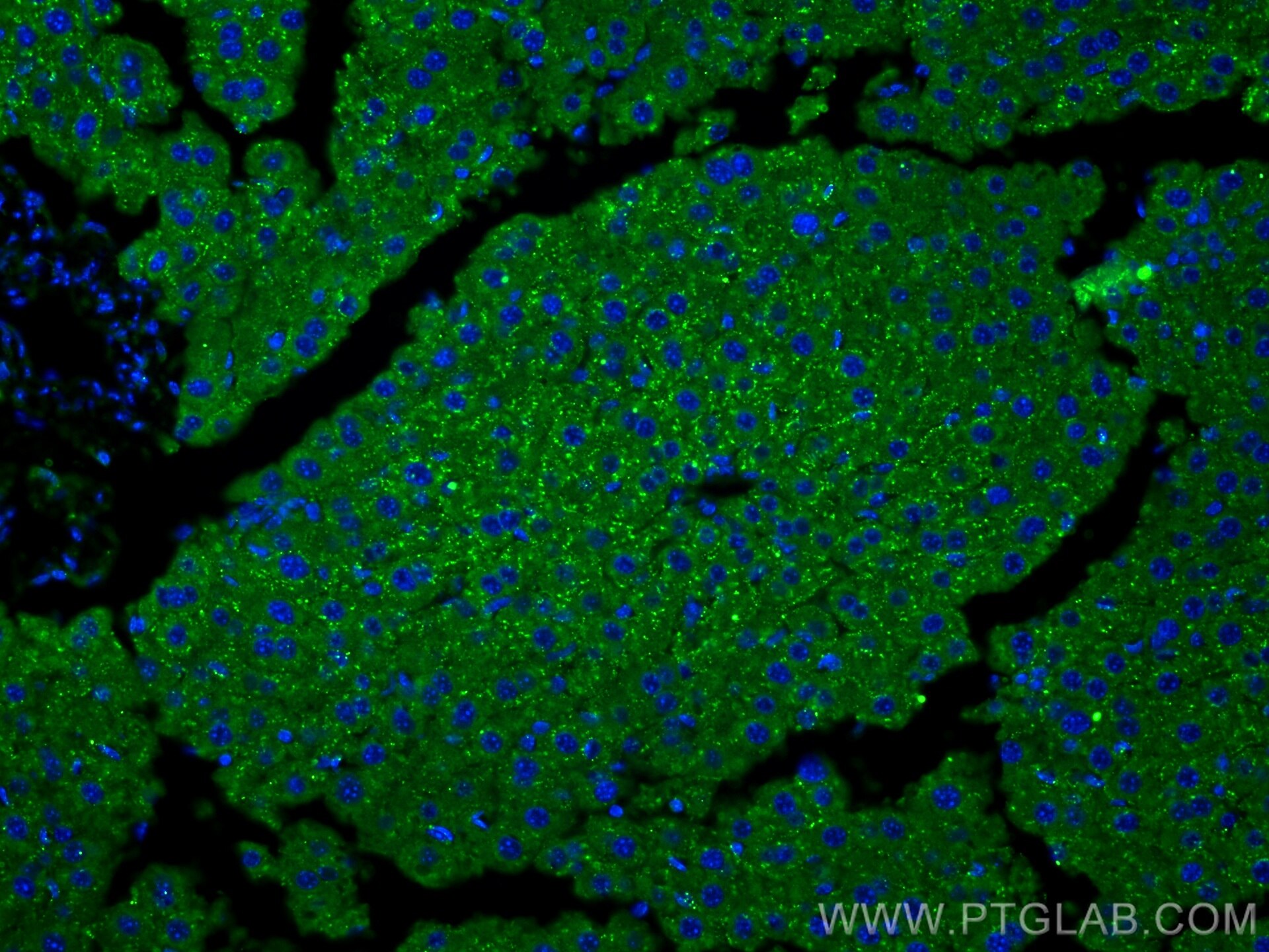 Immunofluorescence (IF) / fluorescent staining of mouse liver tissue using Albumin Polyclonal antibody (16475-1-AP)