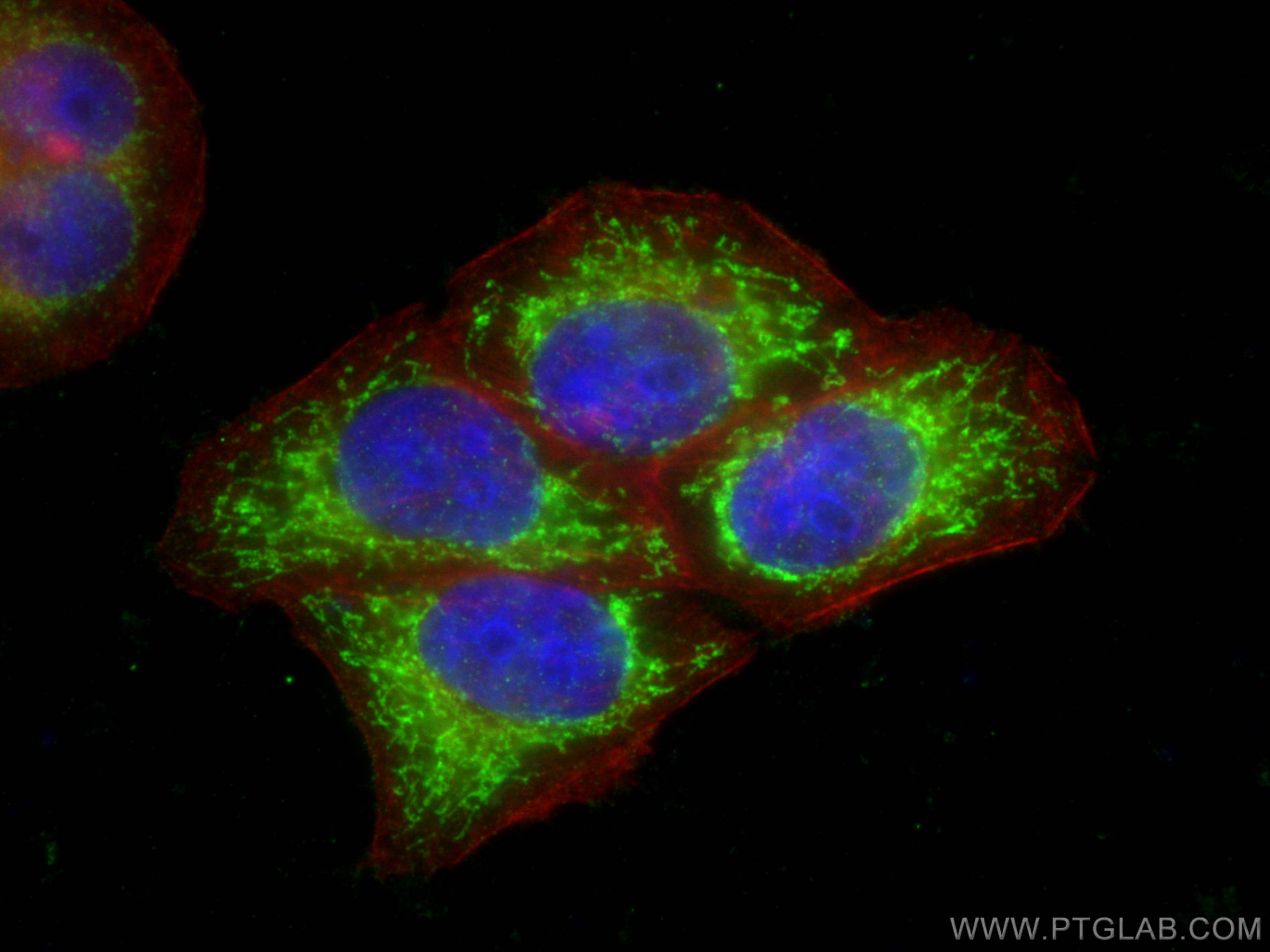 Immunofluorescence (IF) / fluorescent staining of L02 cells using Albumin Polyclonal antibody (16475-1-AP)
