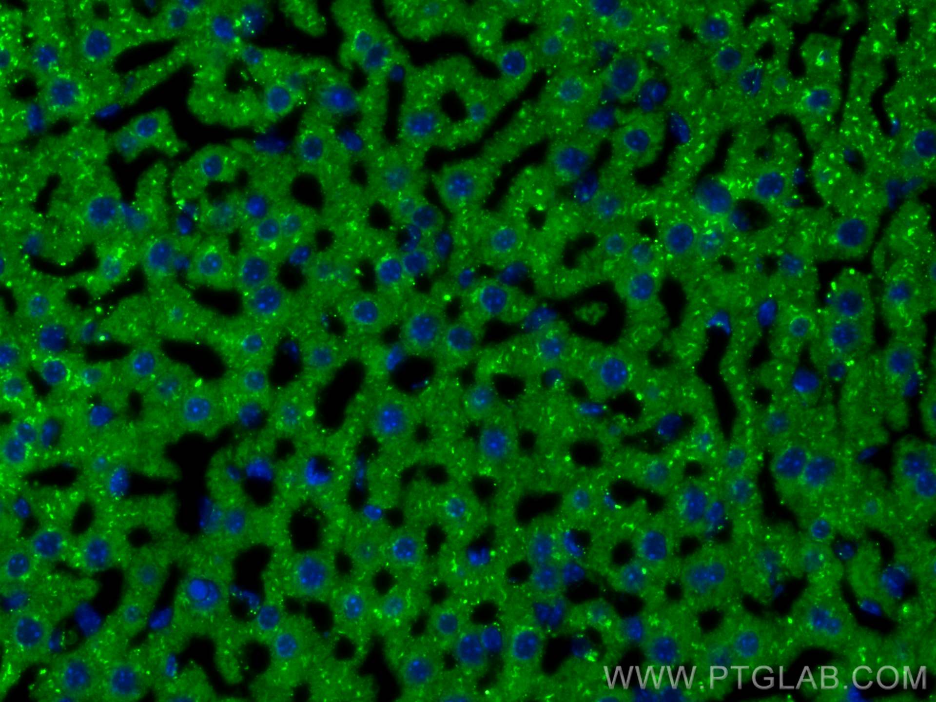 Immunofluorescence (IF) / fluorescent staining of mouse liver tissue using Albumin Polyclonal antibody (16475-1-AP)