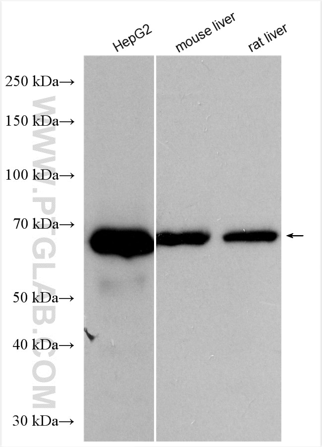 Western Blot (WB) analysis of various lysates using Albumin Polyclonal antibody (16475-1-AP)