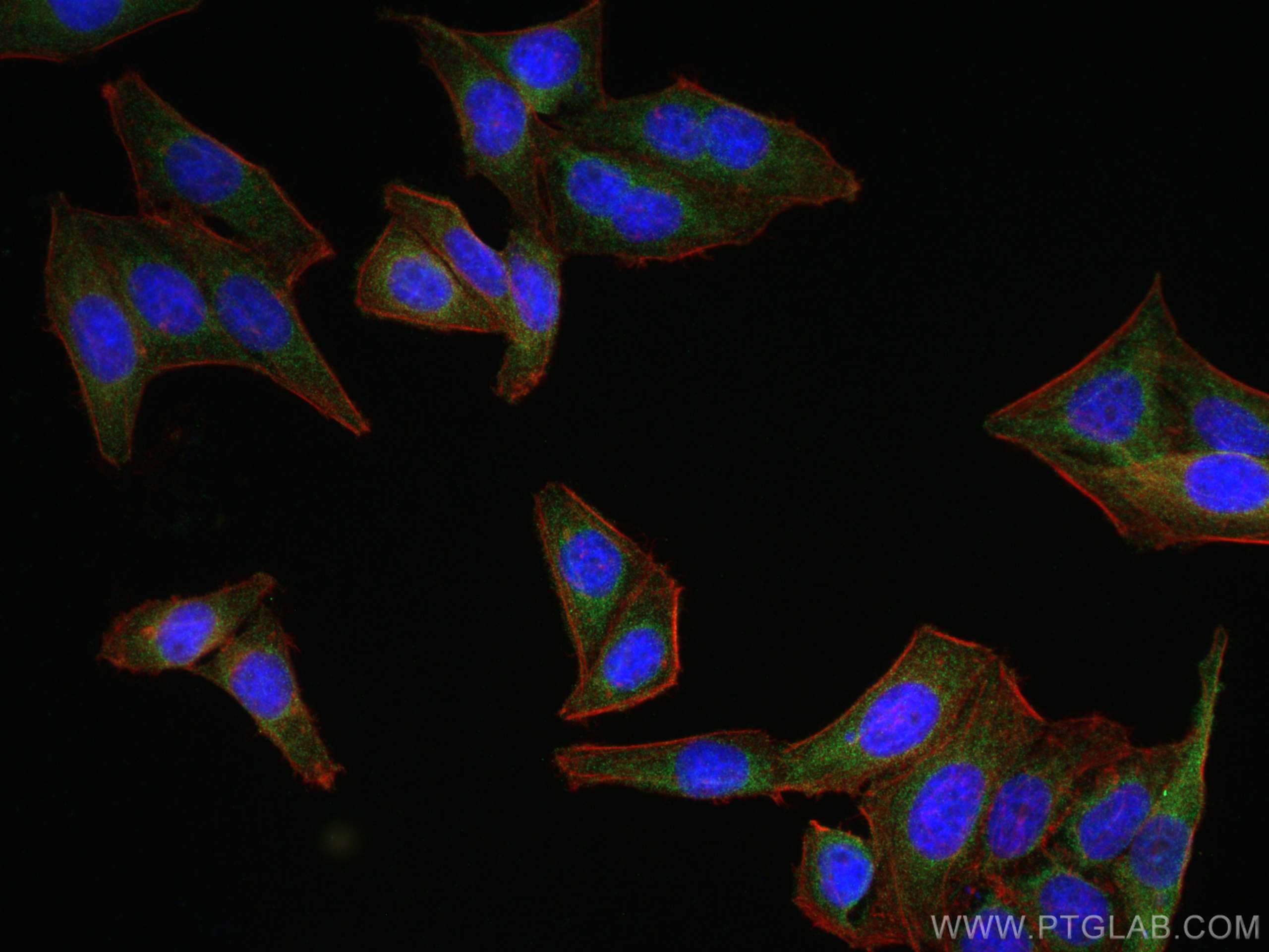 Immunofluorescence (IF) / fluorescent staining of HepG2 cells using Albumin Monoclonal antibody (66051-1-Ig)
