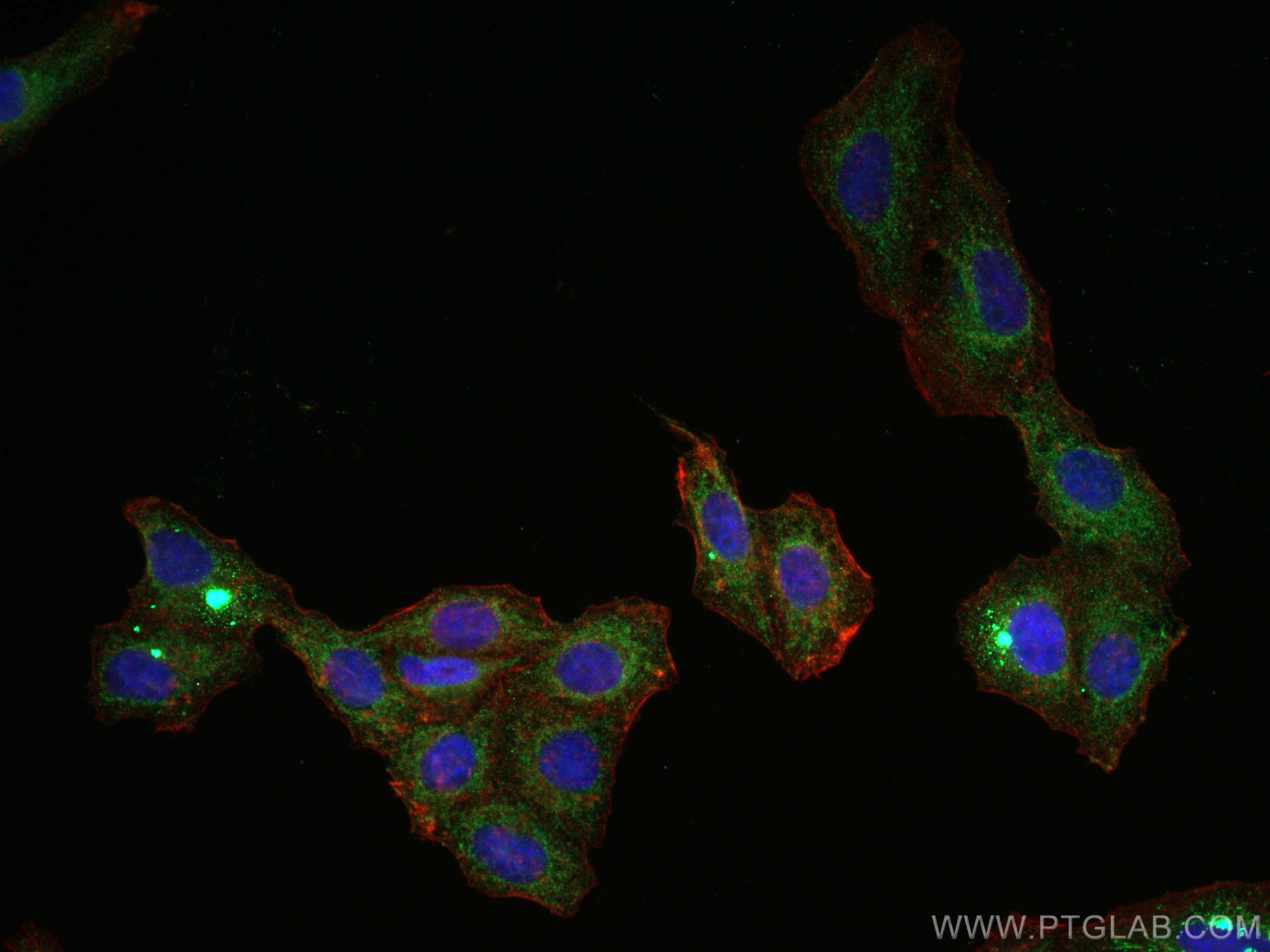 Immunofluorescence (IF) / fluorescent staining of HepG2 cells using Albumin Monoclonal antibody (66051-1-Ig)
