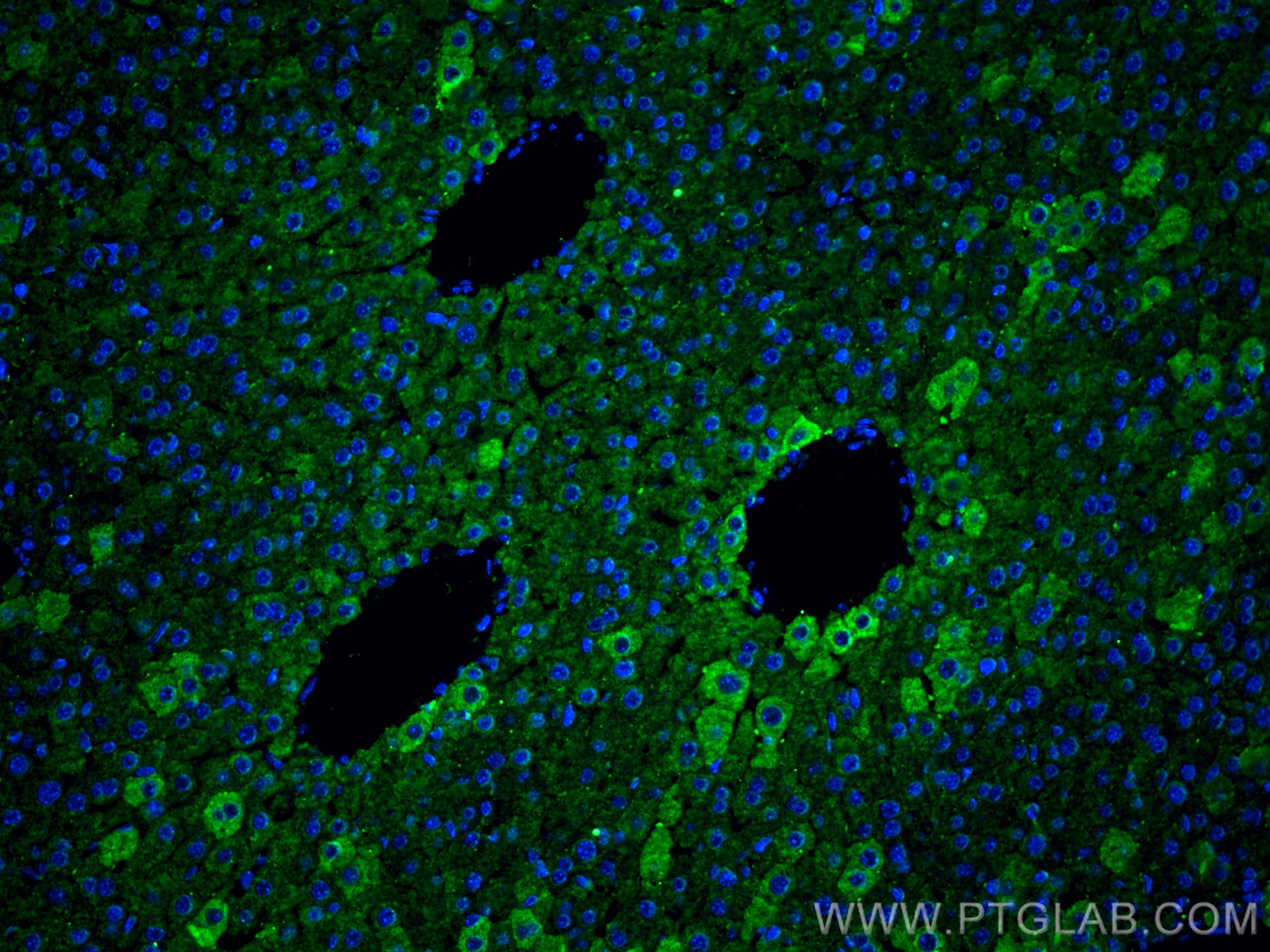 Immunofluorescence (IF) / fluorescent staining of mouse liver tissue using Albumin Monoclonal antibody (66051-1-Ig)