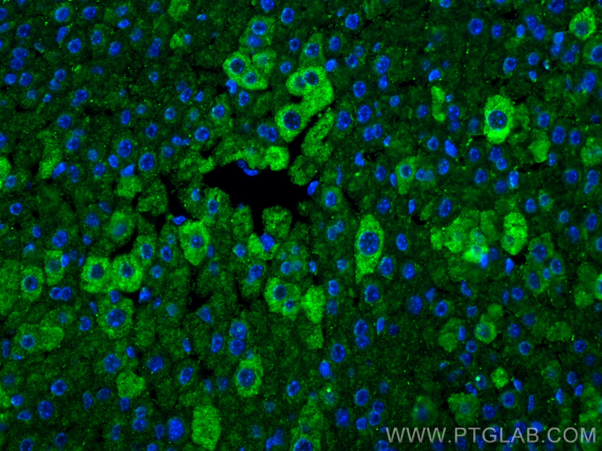 Immunofluorescence (IF) / fluorescent staining of mouse liver tissue using Albumin Monoclonal antibody (66051-1-Ig)