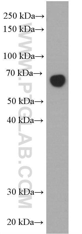 Western Blot (WB) analysis of human plasma using Albumin Monoclonal antibody (66051-1-Ig)