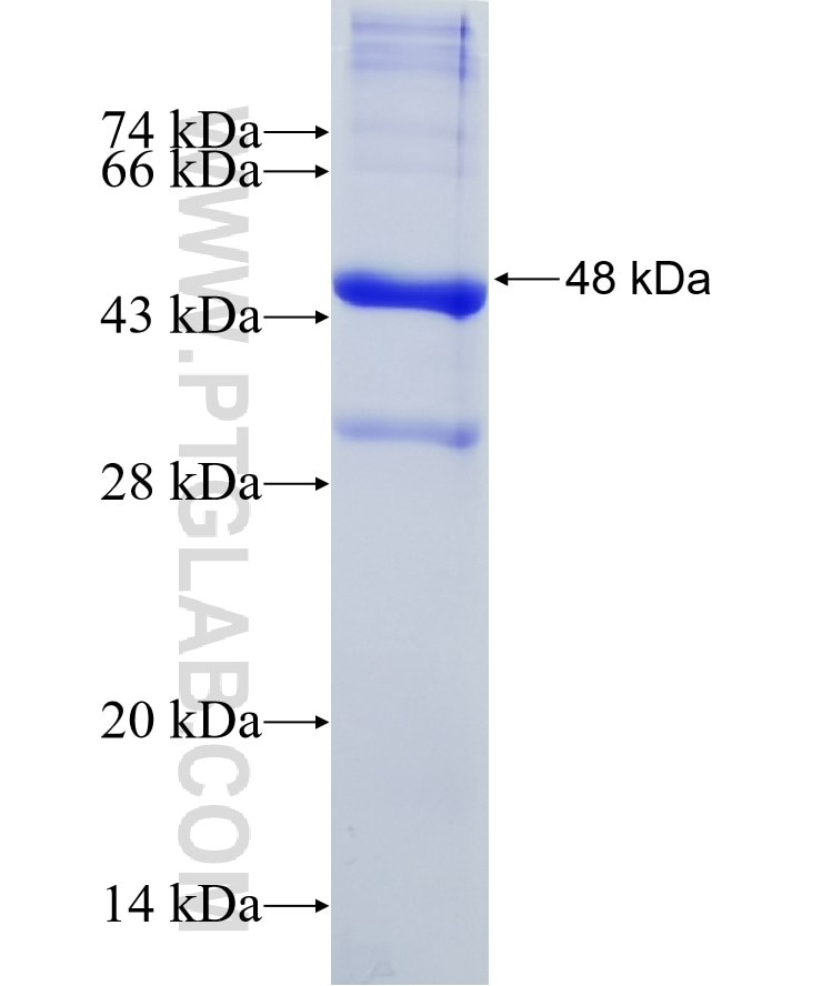 Albumin fusion protein Ag9885 SDS-PAGE