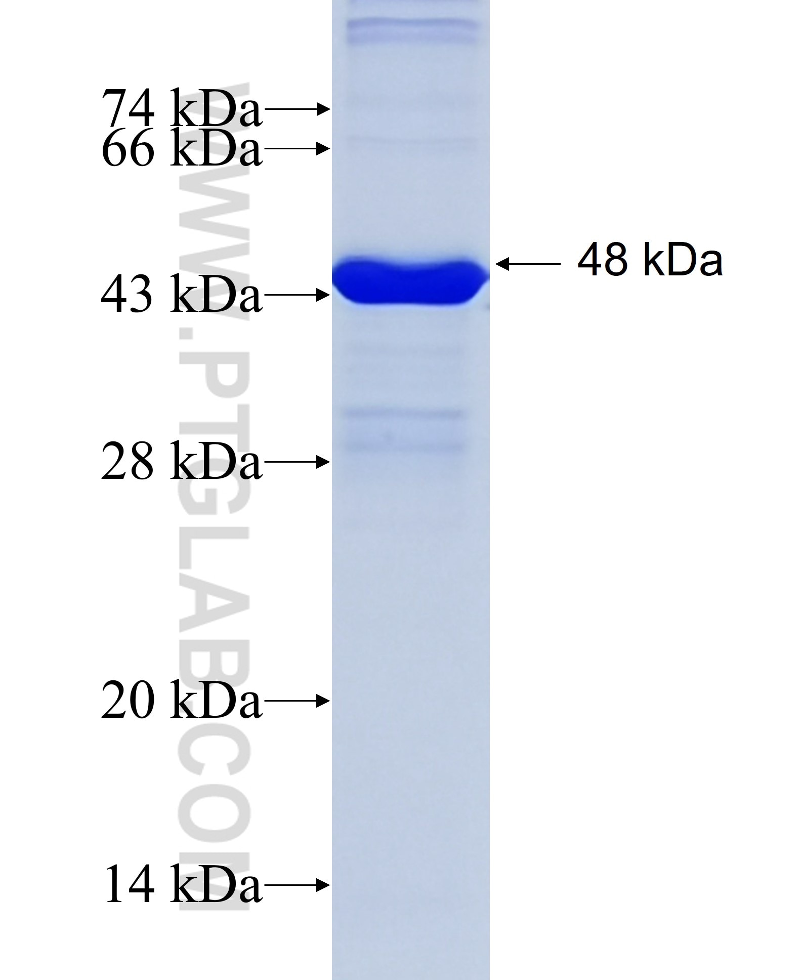 Albumin fusion protein Ag9885 SDS-PAGE