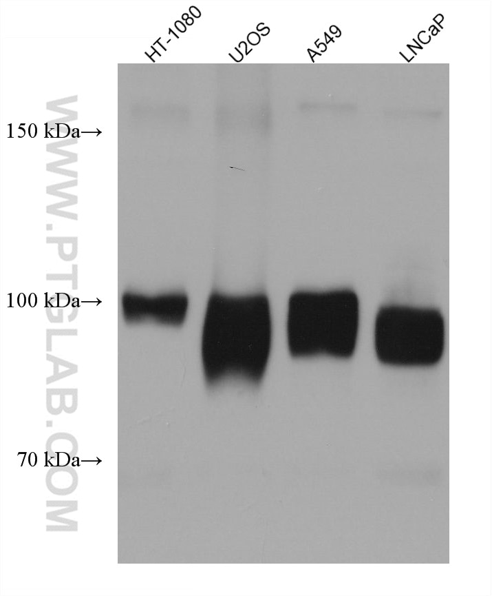 Western Blot (WB) analysis of various lysates using ALCAM Monoclonal antibody (67768-1-Ig)