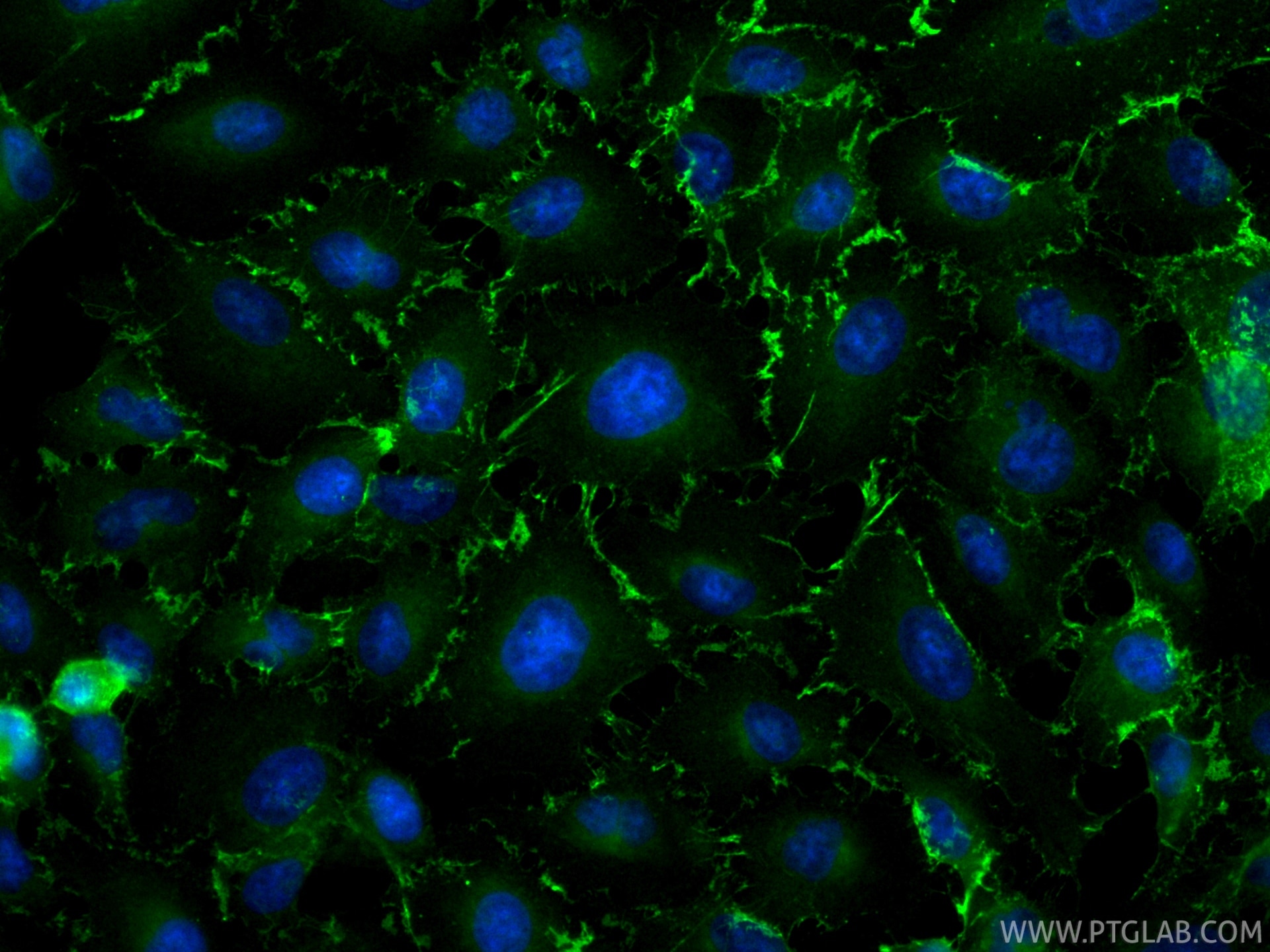Immunofluorescence (IF) / fluorescent staining of A549 cells using CoraLite® Plus 488-conjugated ALCAM Recombinant mo (CL488-86811)
