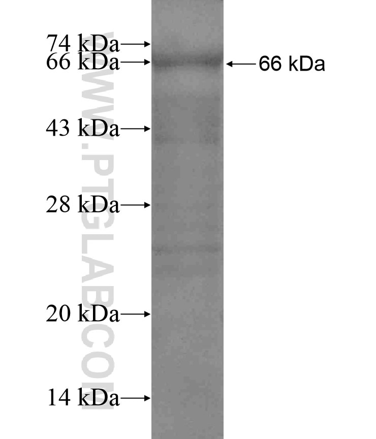 ALCAM fusion protein Ag16892 SDS-PAGE