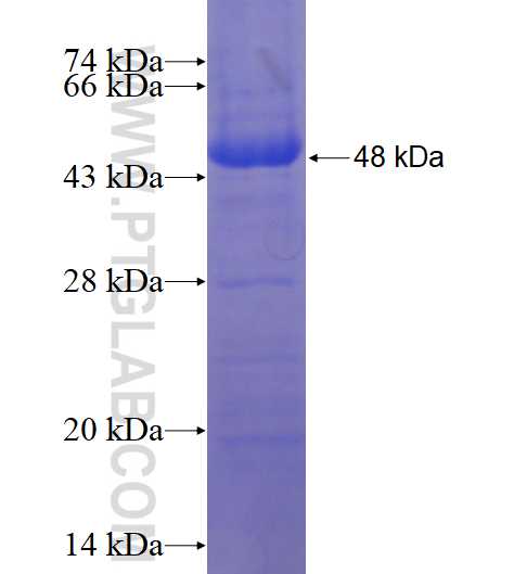 ALCAM fusion protein Ag17461 SDS-PAGE