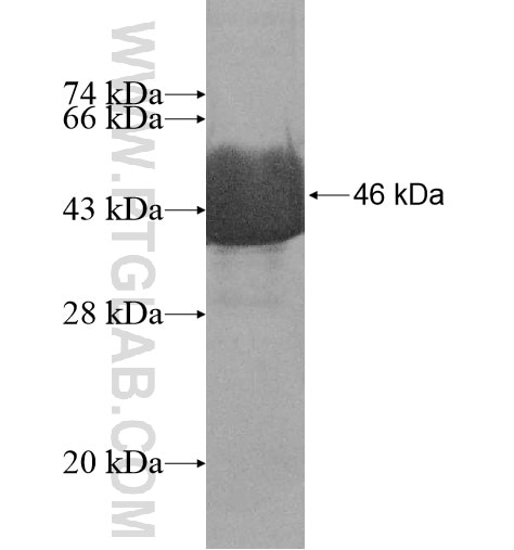 ALDH18A1 fusion protein Ag12100 SDS-PAGE