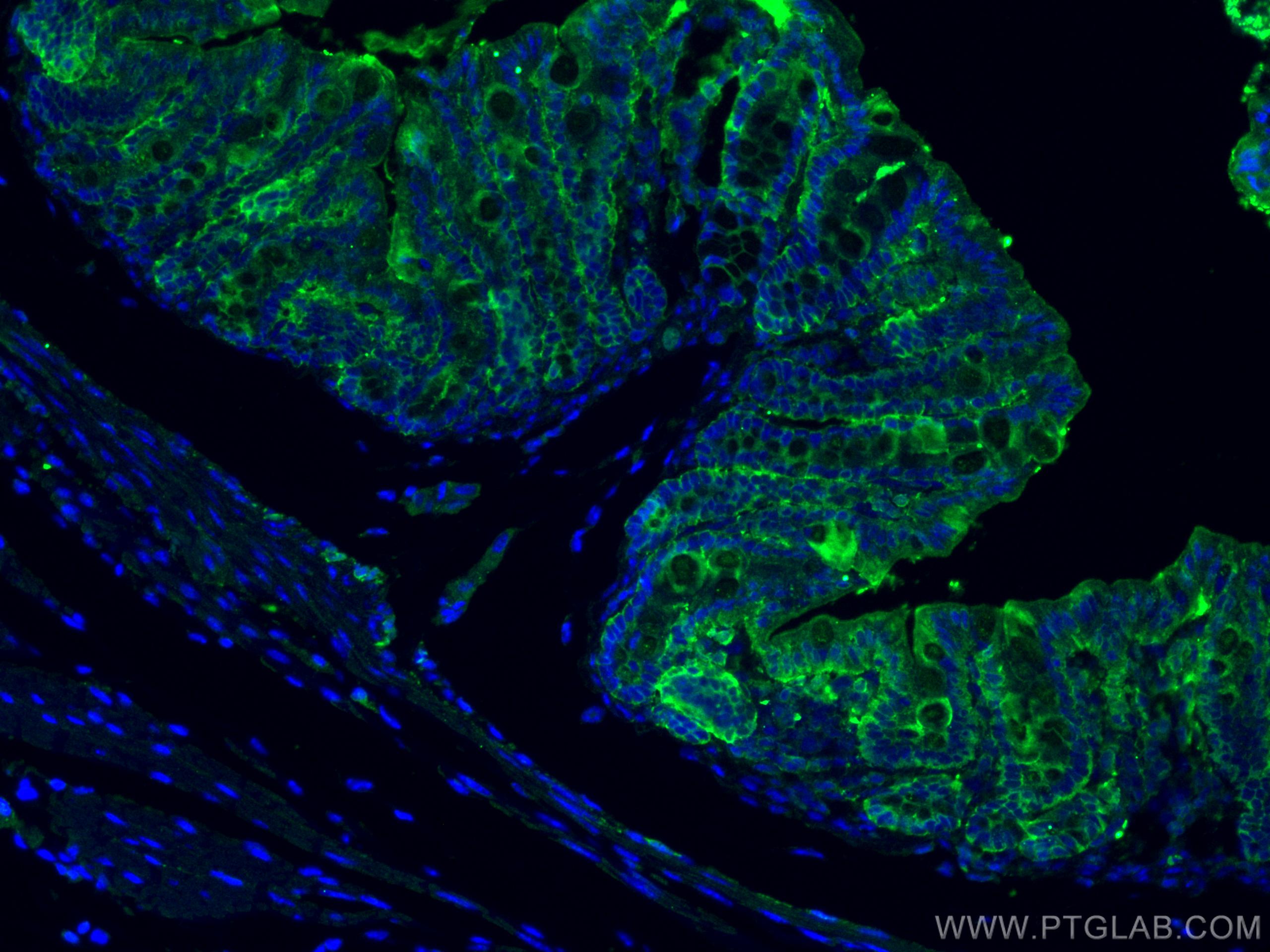 Immunofluorescence (IF) / fluorescent staining of mouse colon tissue using ALDH1A1 Polyclonal antibody (15910-1-AP)