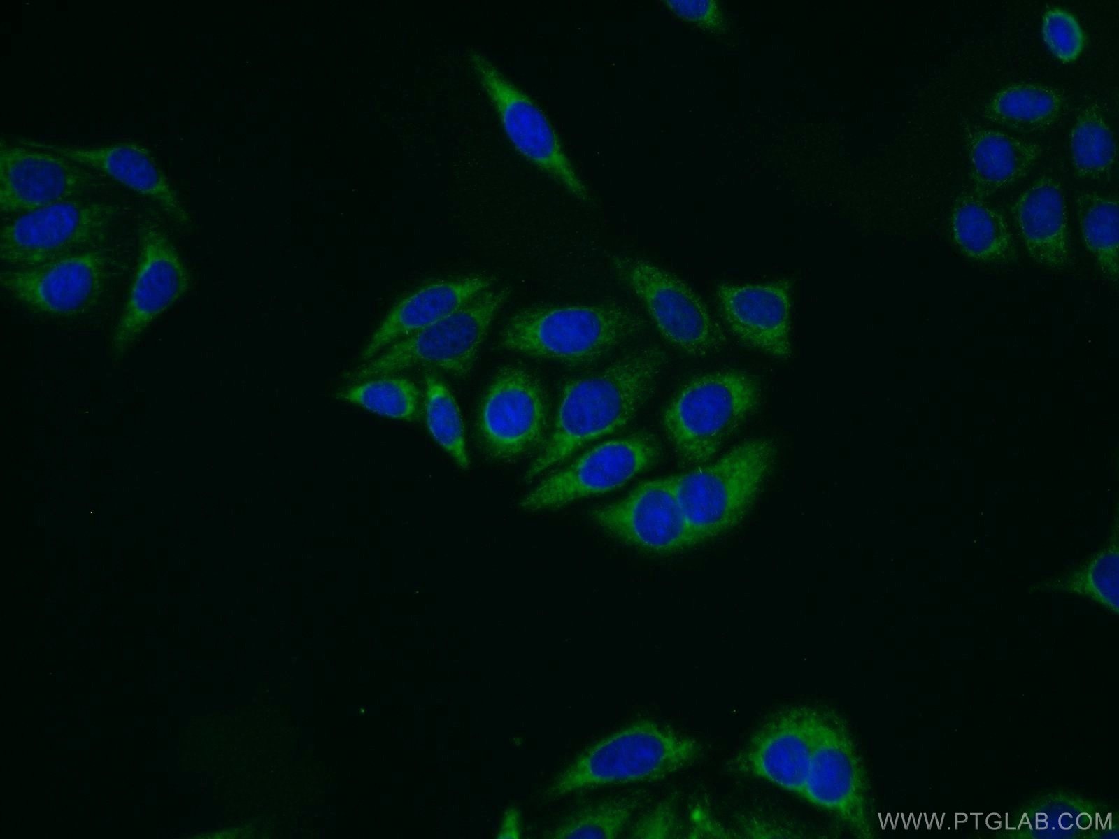 Immunofluorescence (IF) / fluorescent staining of HepG2 cells using ALDH1A1 Polyclonal antibody (15910-1-AP)