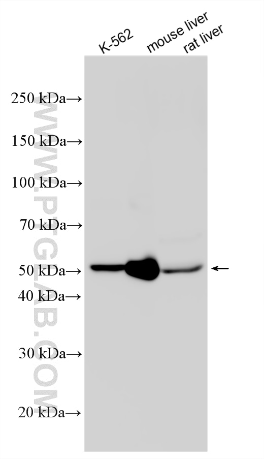 Western Blot (WB) analysis of various lysates using ALDH1A1 Polyclonal antibody (15910-1-AP)