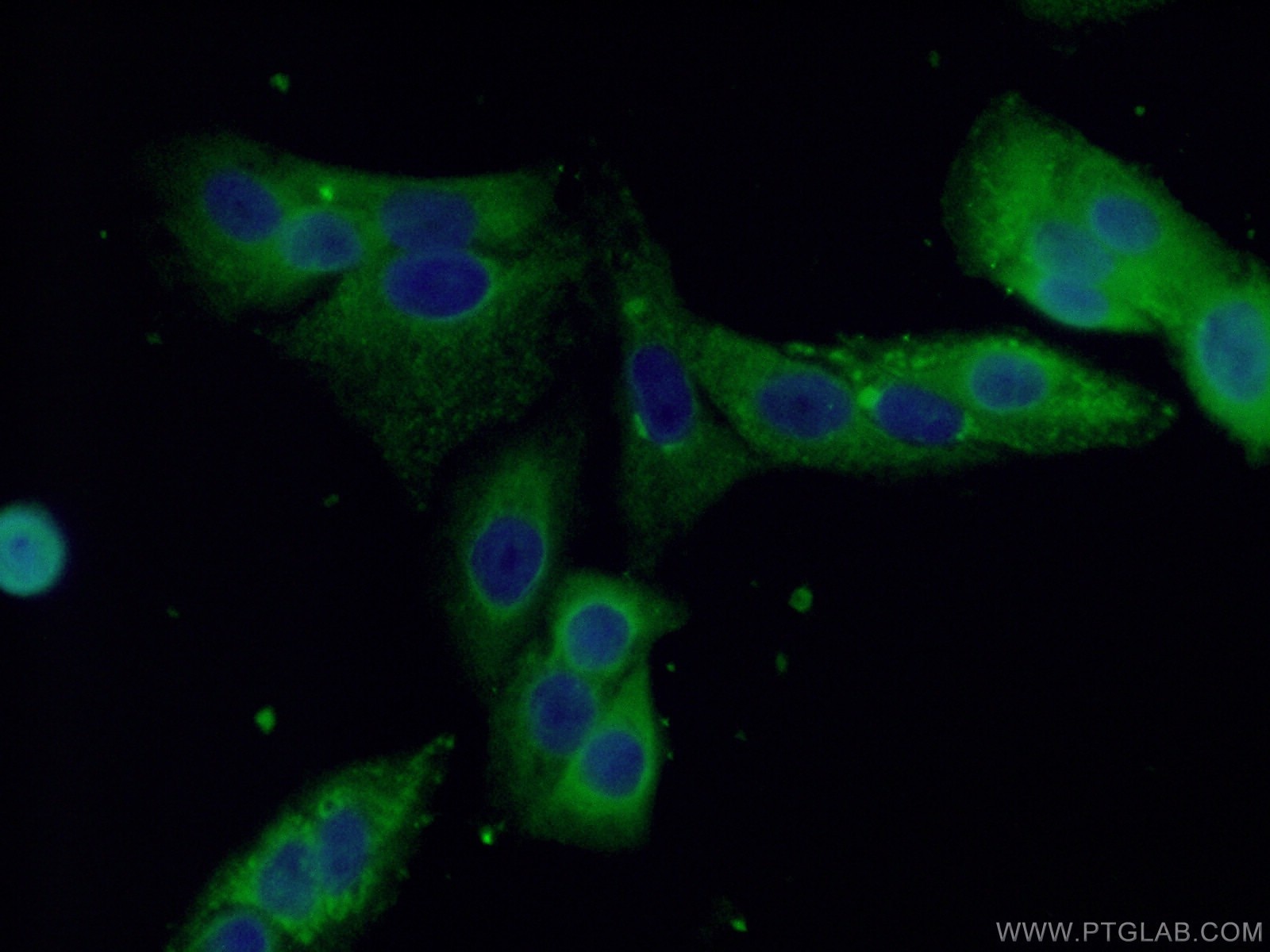 Immunofluorescence (IF) / fluorescent staining of A549 cells using ALDH1A1-specific Polyclonal antibody (22109-1-AP)