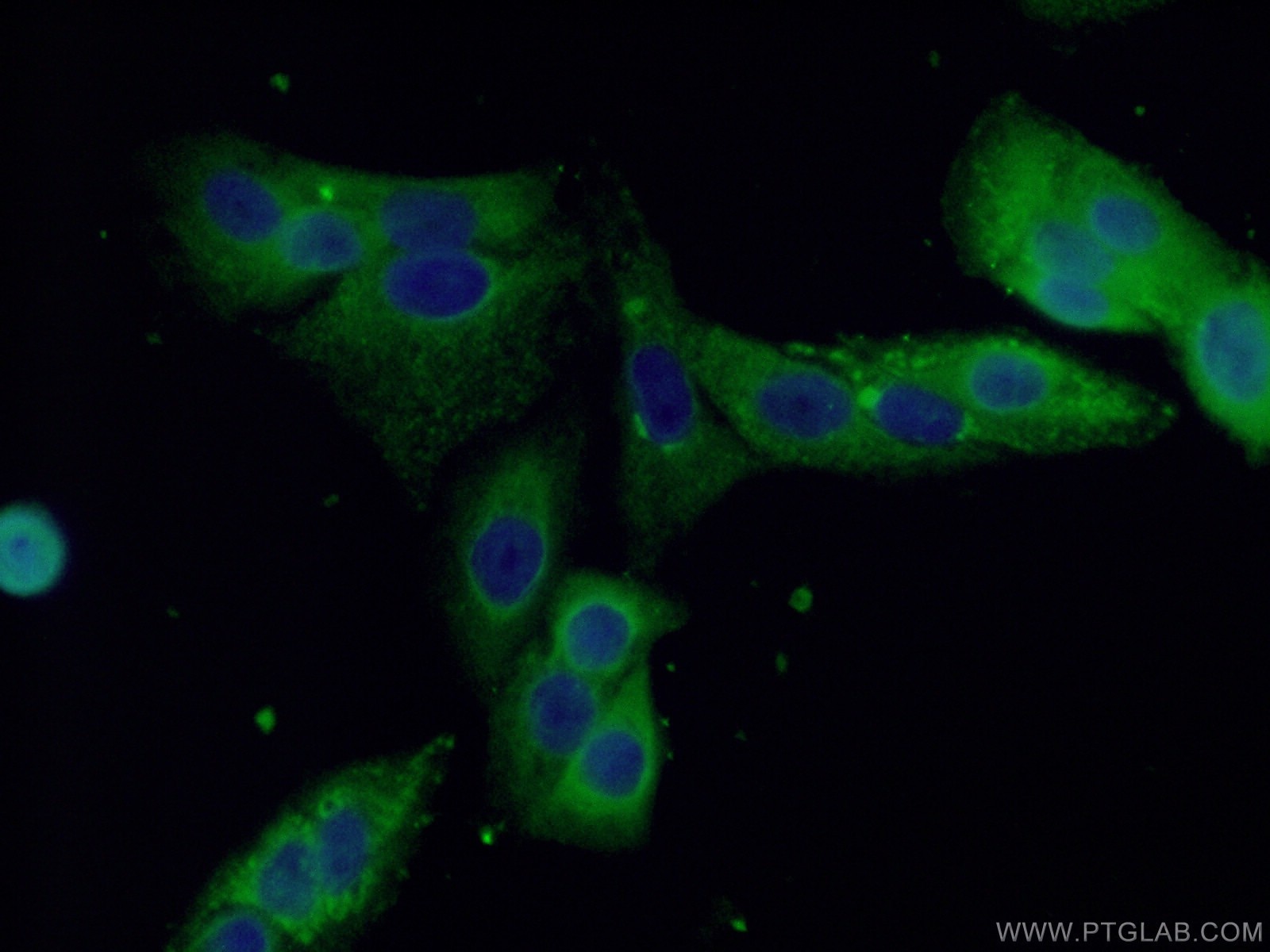 IF Staining of A549 using 22109-1-AP