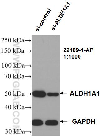 Western Blot (WB) analysis of K-562 cells using ALDH1A1-specific Polyclonal antibody (22109-1-AP)