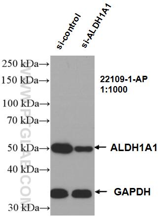 WB analysis of K-562 using 22109-1-AP