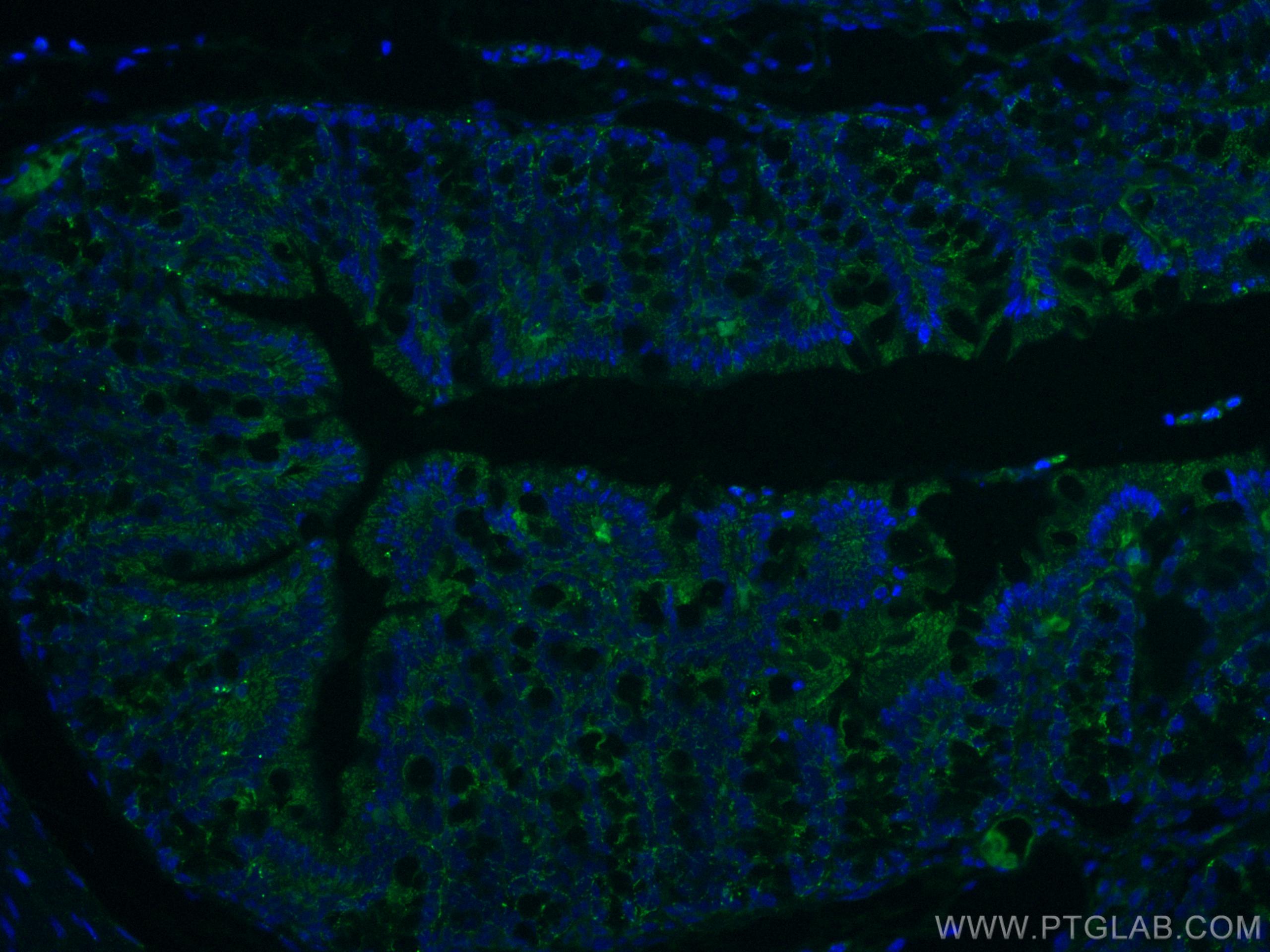 IF Staining of mouse colon using 60171-1-Ig