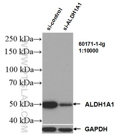 Western Blot (WB) analysis of K-562 cells using ALDH1A1 Monoclonal antibody (60171-1-Ig)