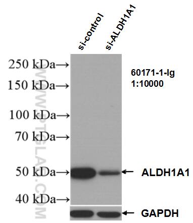 WB analysis of K-562 using 60171-1-Ig