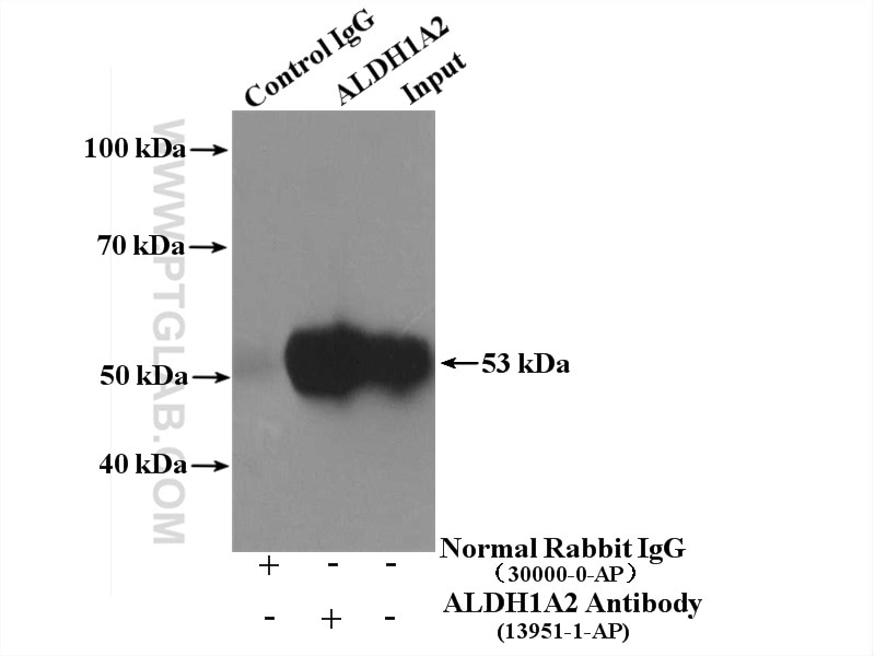 Immunoprecipitation (IP) experiment of mouse testis tissue using ALDH1A2 Polyclonal antibody (13951-1-AP)